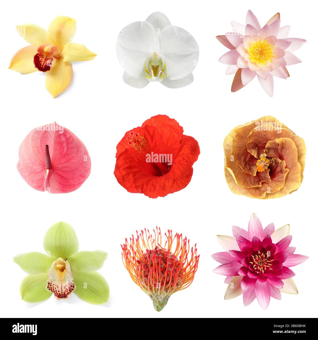 Beautiful tropical flowers isolated on white, set Stock Photo - Alamy