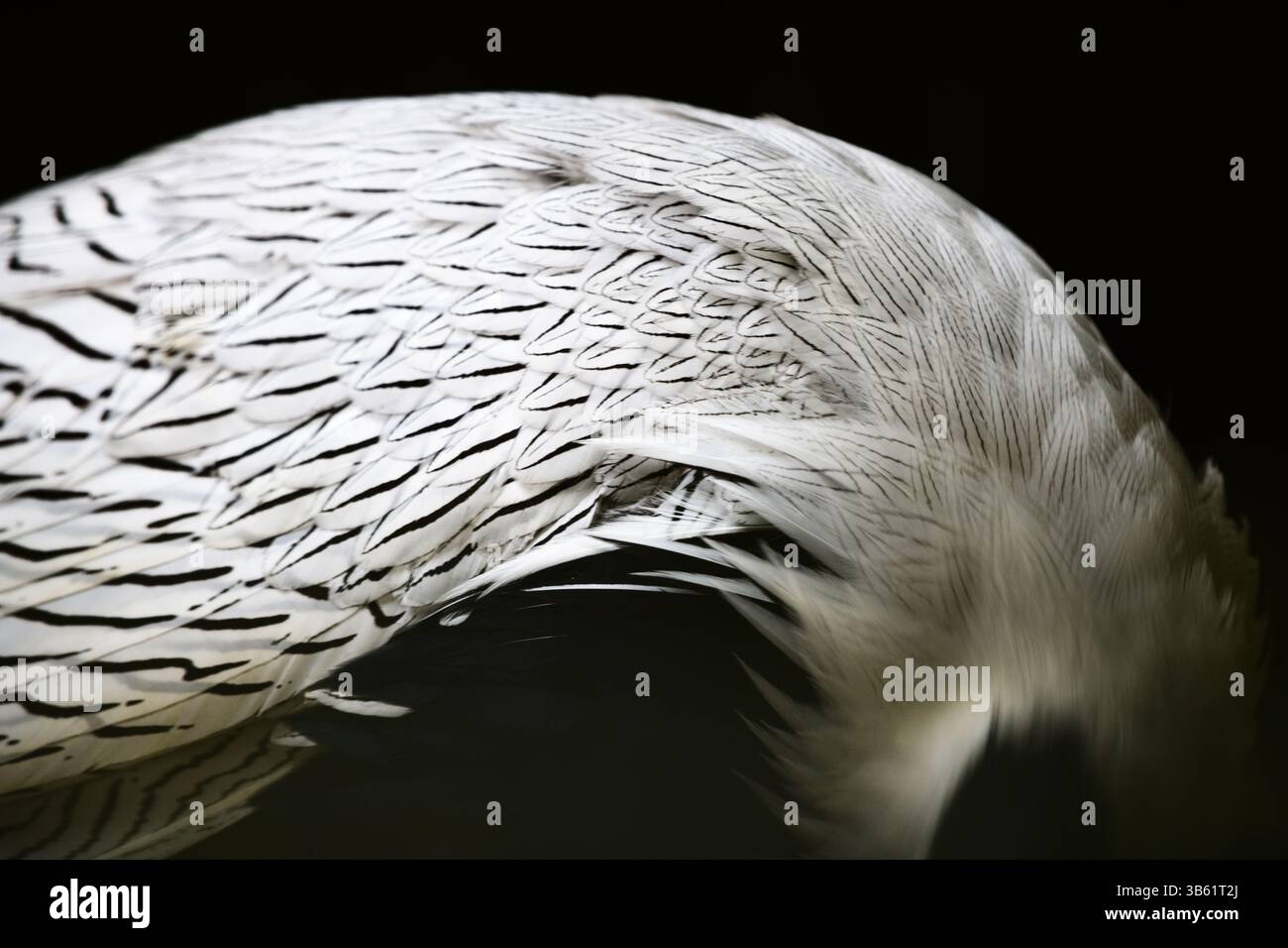Intricate feather patterns hi-res stock photography and images - Alamy