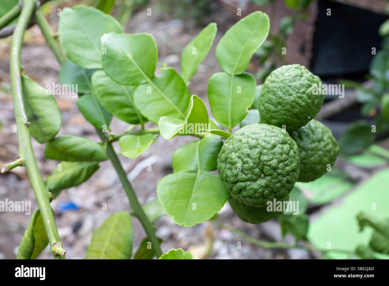 Kaffir lime tree hi-res stock photography and images - Alamy
