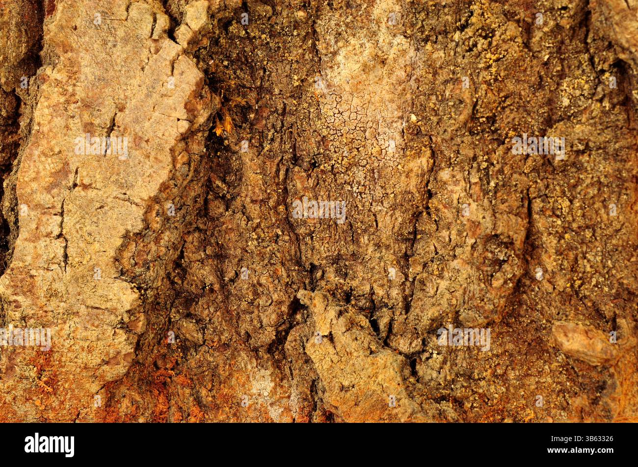 Natural rough tree trunk bark surface textured background detail Stock Photo
