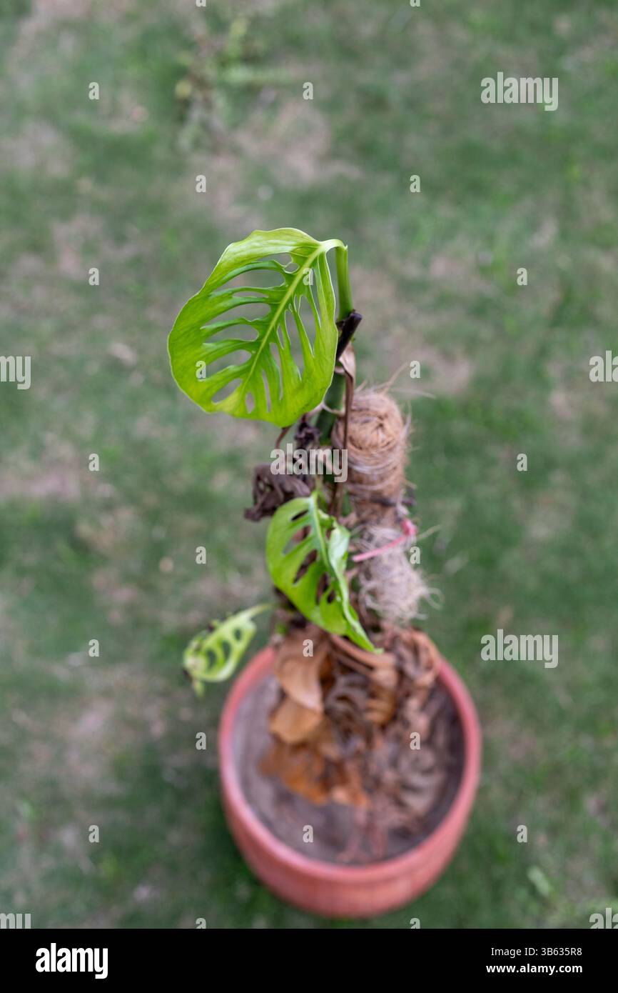 ipomea plant Ipomoea 4” Potato Vine 'Illumination/Margarite' more manageable Lime G –  Pots & Plants main image 1