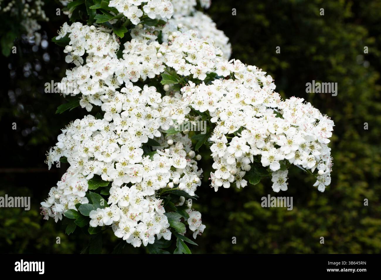 Crataegus monogyna or common hawthorn branch with white flowers Stock Photo