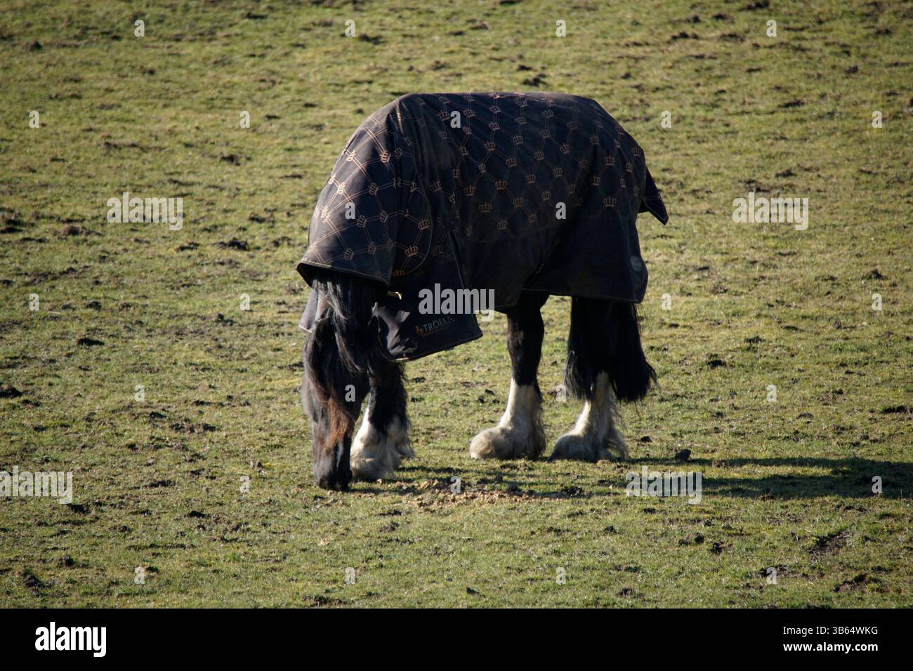 Curated visual reference: Picture Idea: Horse Wearing Blanket Grazing Hi Res Stock Photography And Images