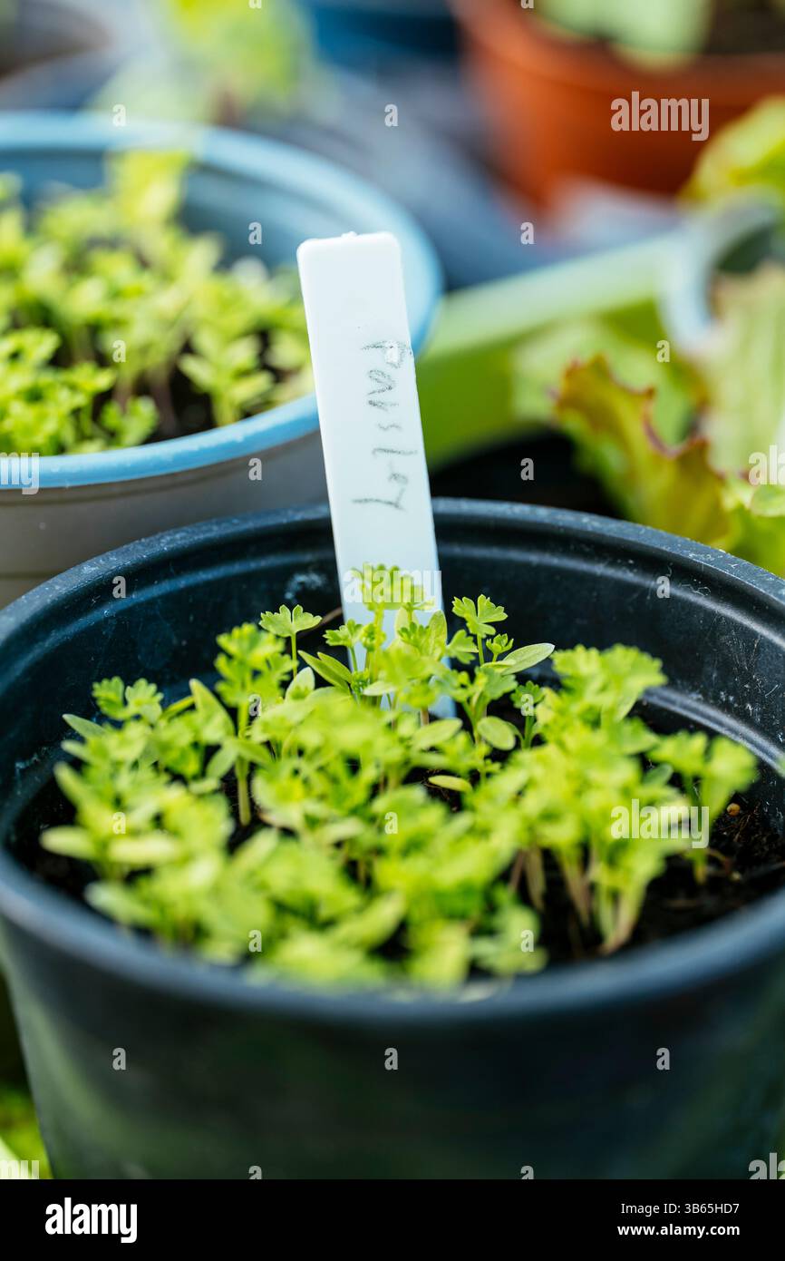 Your parsley growing in a pot Stock Photo