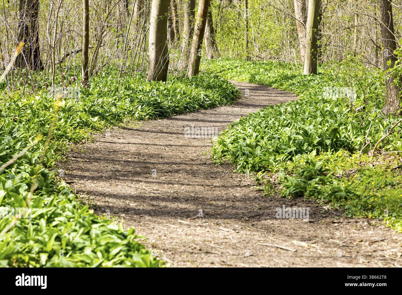 Wild garlic (Allium ursinum) on a forest path through the Burgaue, Auwald, Leipzig, Saxony, Germany, Europe Stock Photo