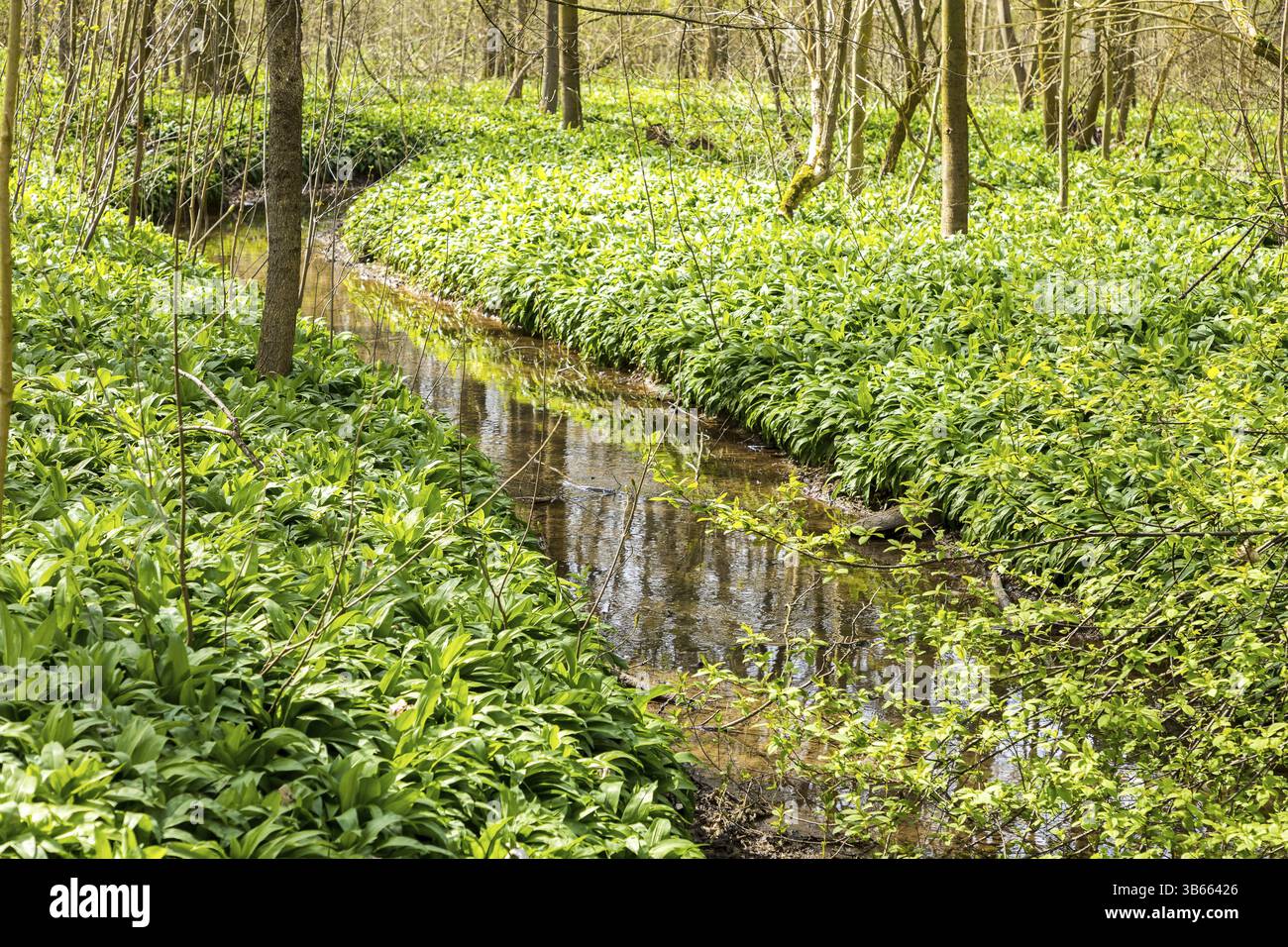 Canal and wild garlic (Allium ursinum) in the Burgaue, Auwald, Leipzig, Saxony, Germany, Europe Stock Photo
