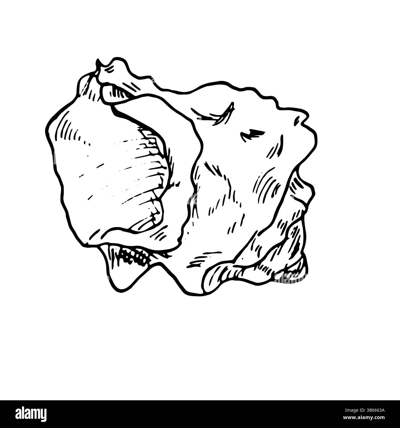 Oceanic shell, sketched in black and white ink. Vector marine ...