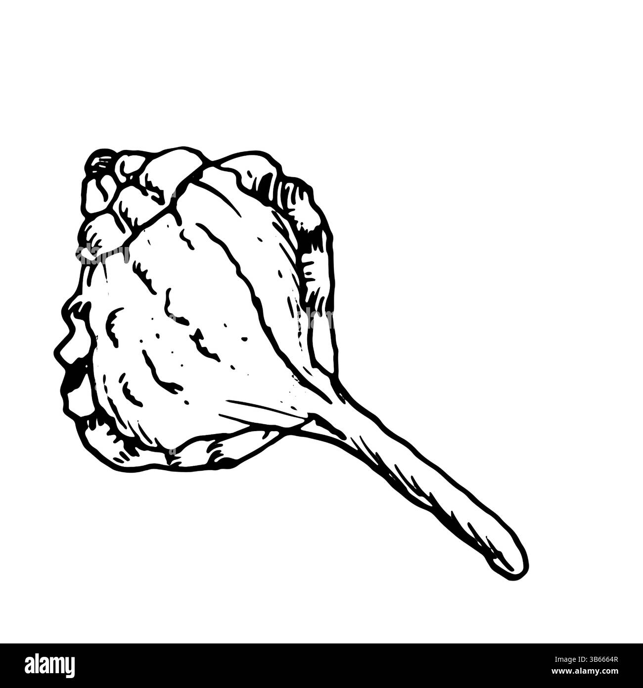 Oceanic shell, sketched in black and white ink. Vector marine ...