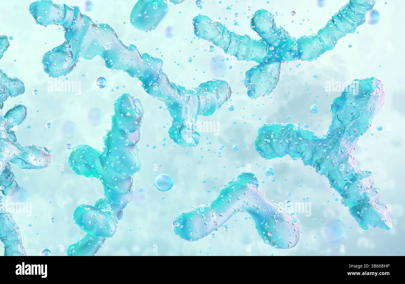 Bifidobacterium bacteria, illustration. Bifidobacterium is a probiotic ...