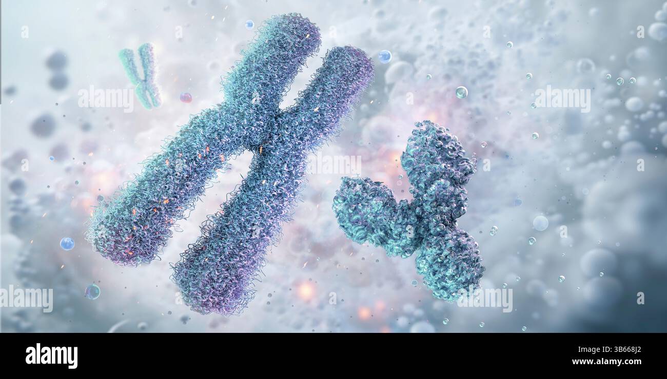 Human X and Y chromosomes, illustration Stock Photo - Alamy