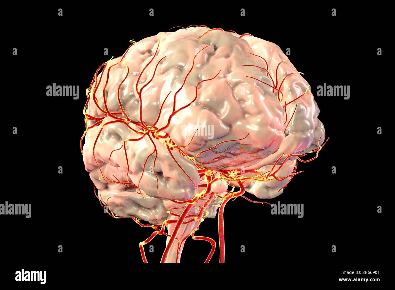 Illustration of the arterial blood supply of the human brain Stock ...