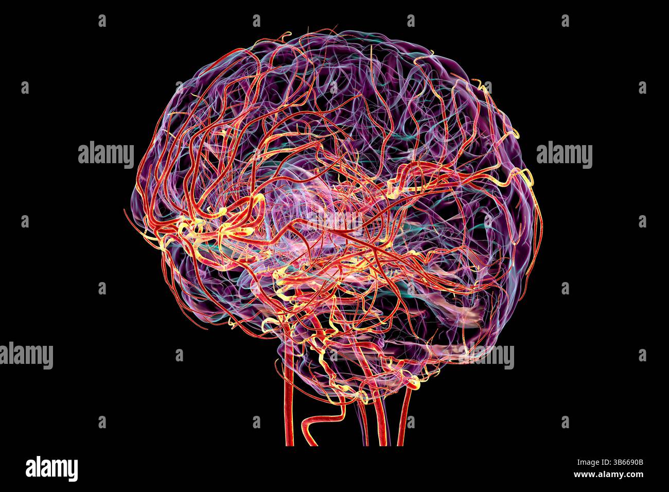 Illustration of the arterial blood supply of the human brain Stock ...