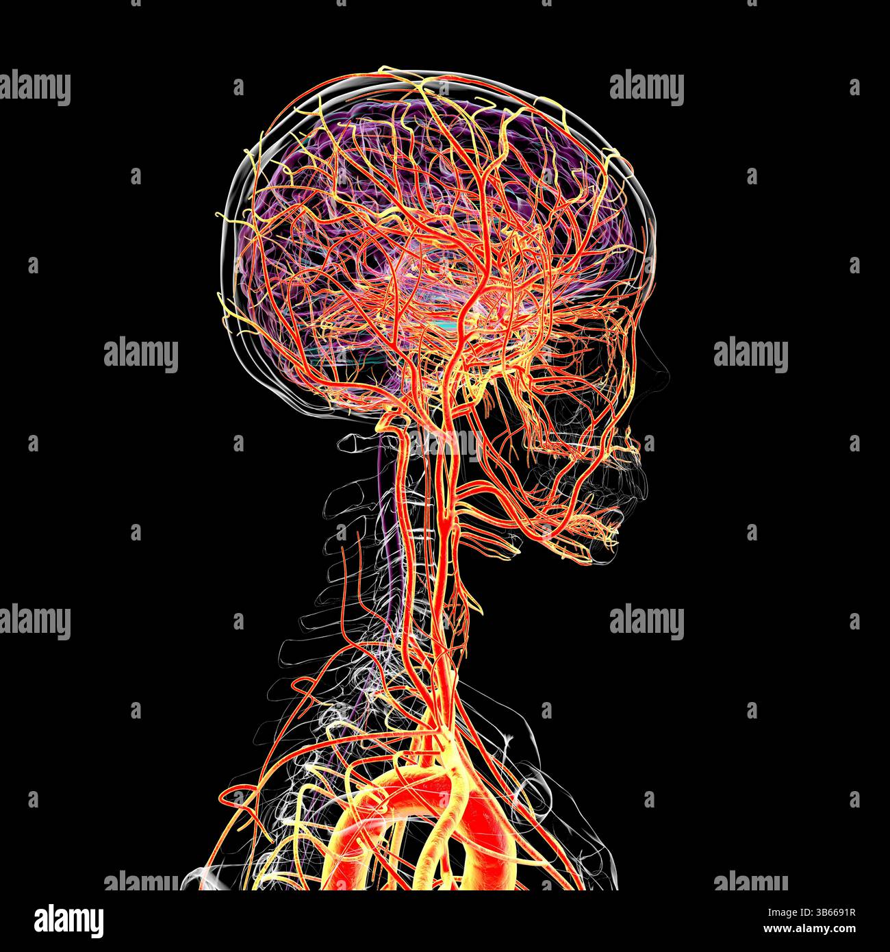 Illustration of the arteries of the human brain (side view Stock Photo ...