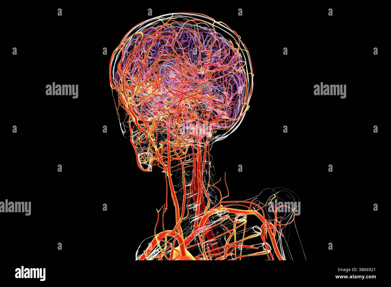 Illustration of the arteries of the human brain Stock Photo - Alamy