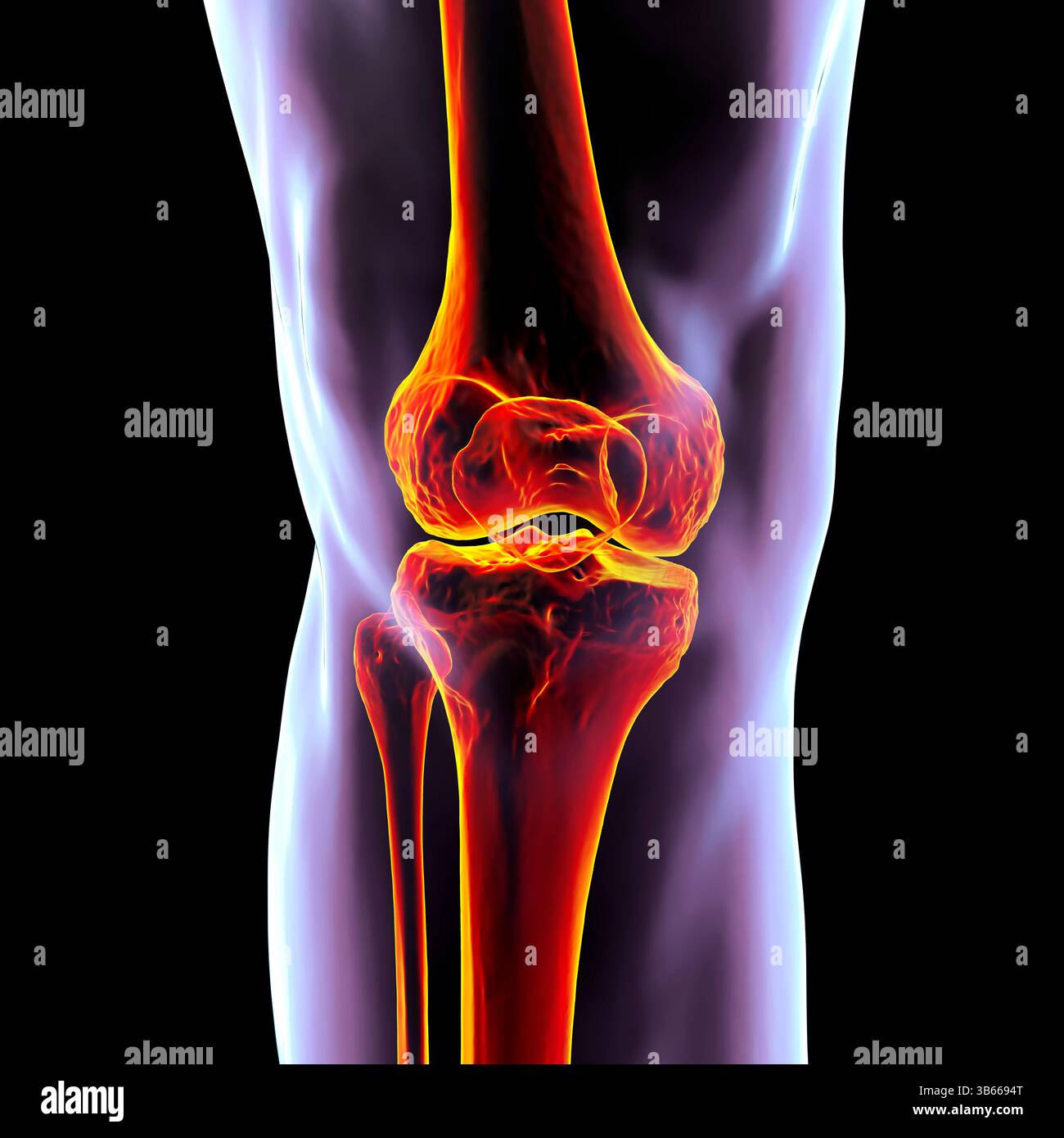 Tibia and fibula hi-res stock photography and images - Alamy