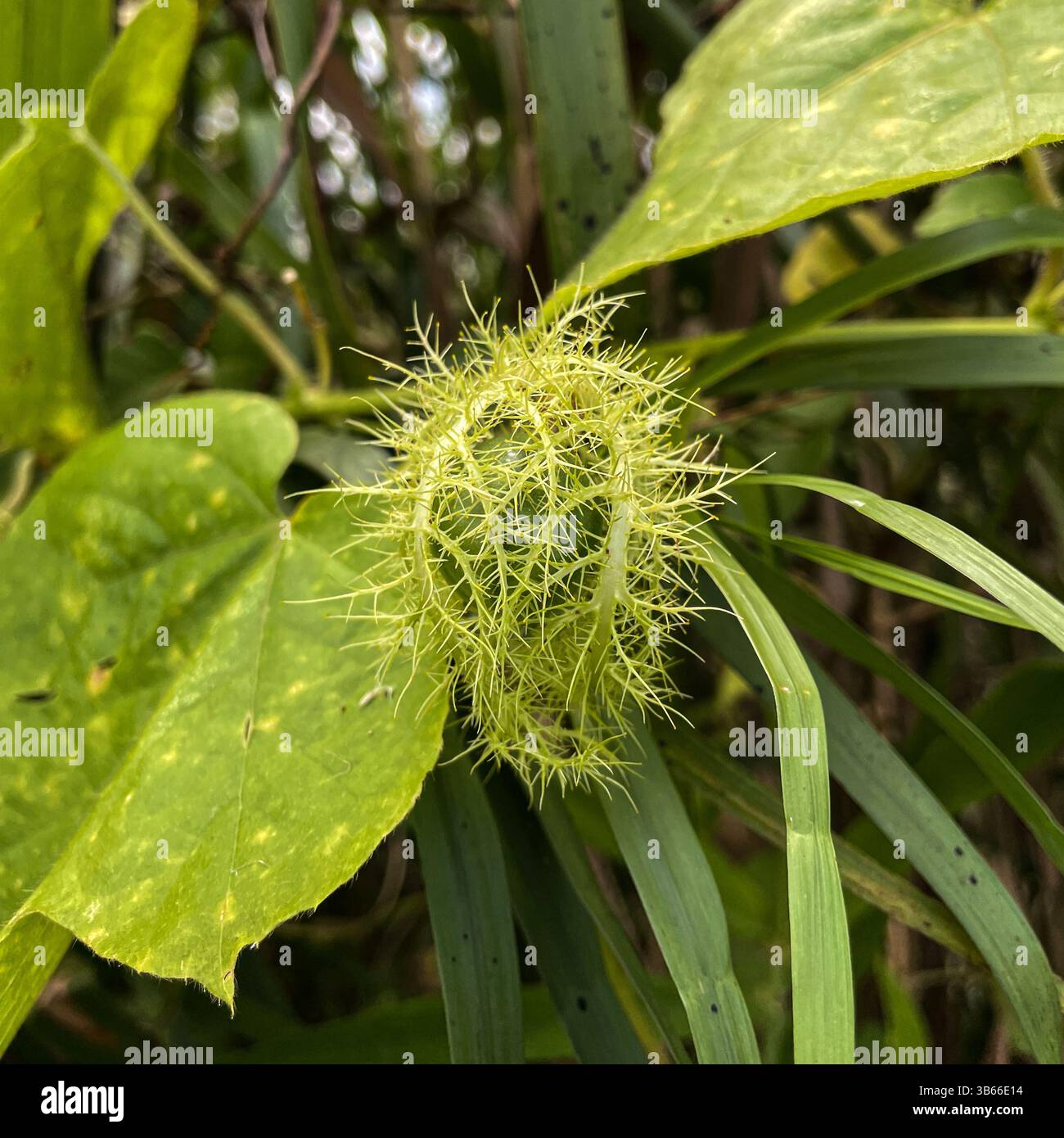Fruit of Stinking Passionflower, passiflora foetida - Smartphone Captured Stock Image