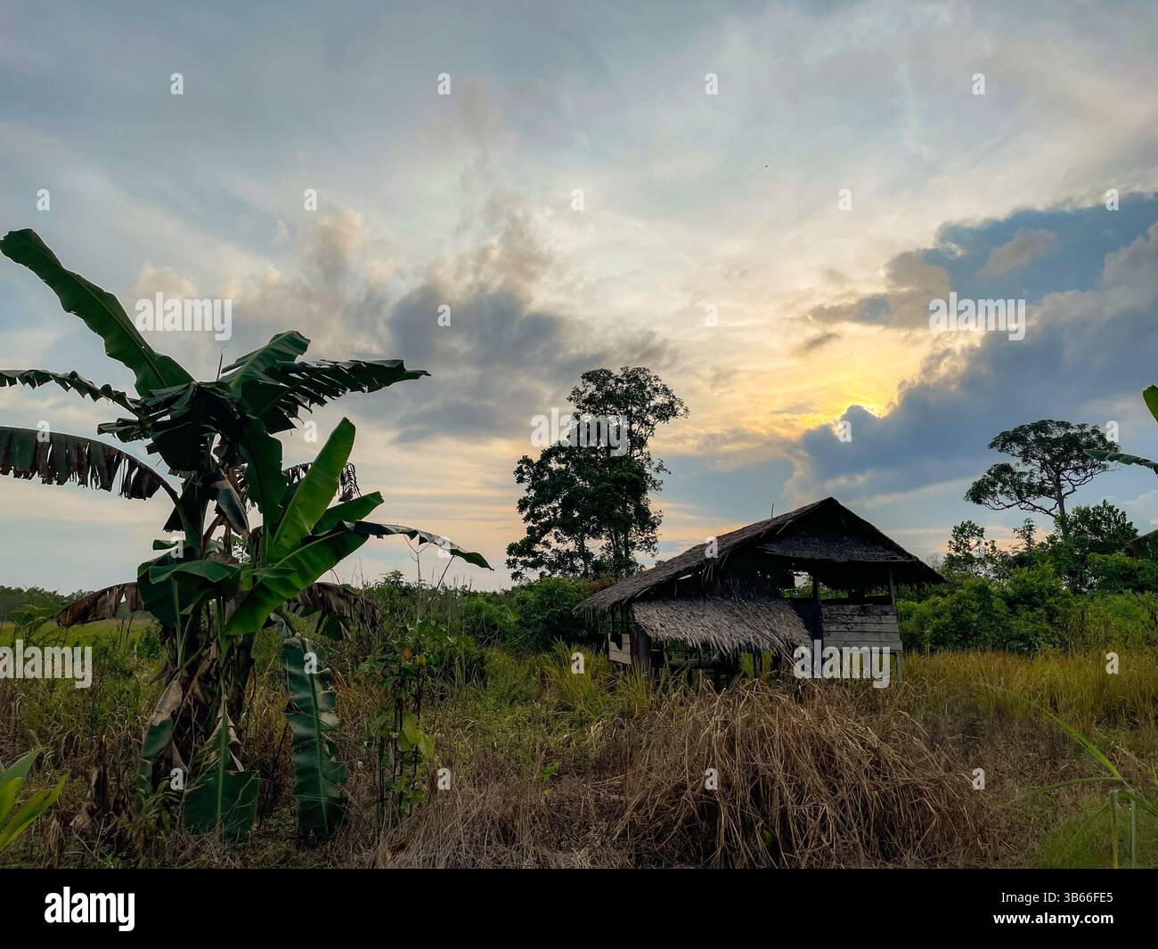 Rustic Thatched Hut in Overgrown Field with Dramatic Sky - Smartphone Captured Stock Image