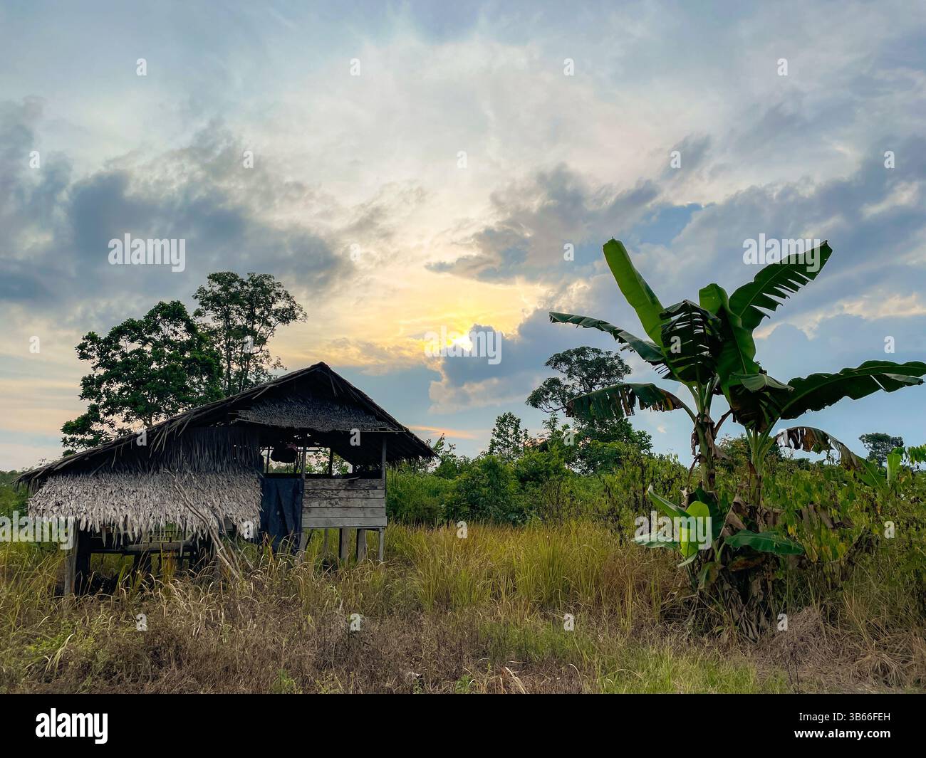 Old Wooden Shelter in Rural Nature Surrounded by Grass and Trees - Smartphone Captured Stock Image