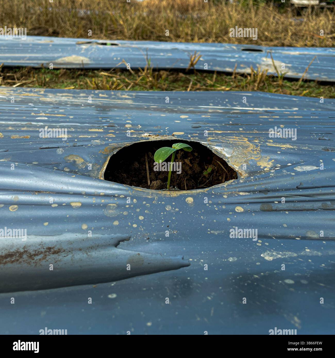 Young Seedling Growing Through Plastic Mulch on Agricultural Field - Smartphone Captured Stock Image