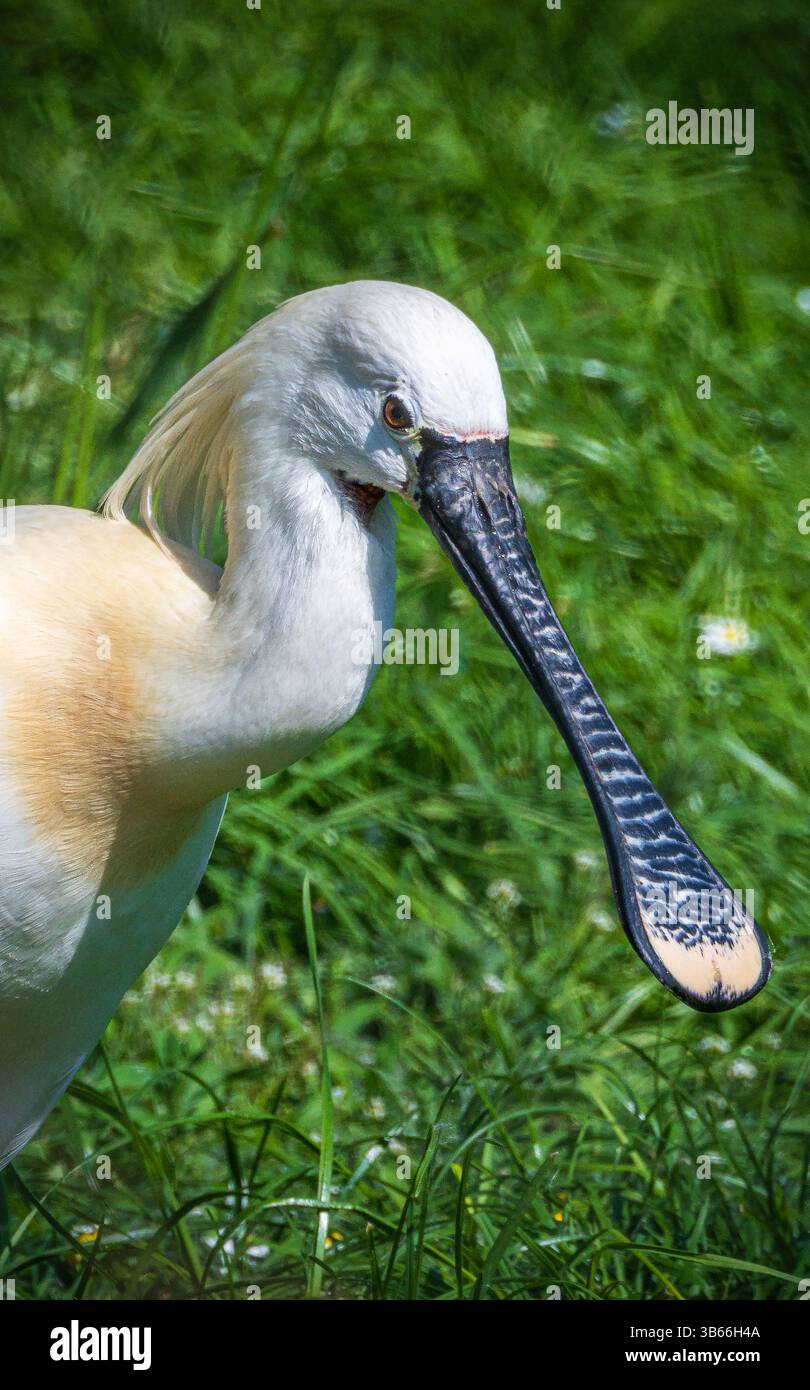 Spoonbill a large, long-legged wading bird. Stock Photo
