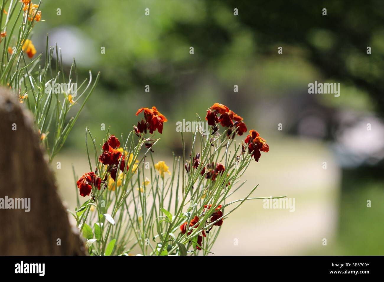 Red flowers nature hi-res stock photography and images - Alamy