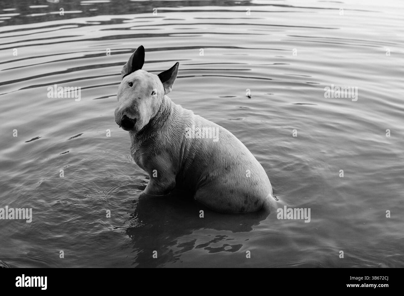 Boston Terrier, Boston Bull Terrier: broche con clip, portanúmero de