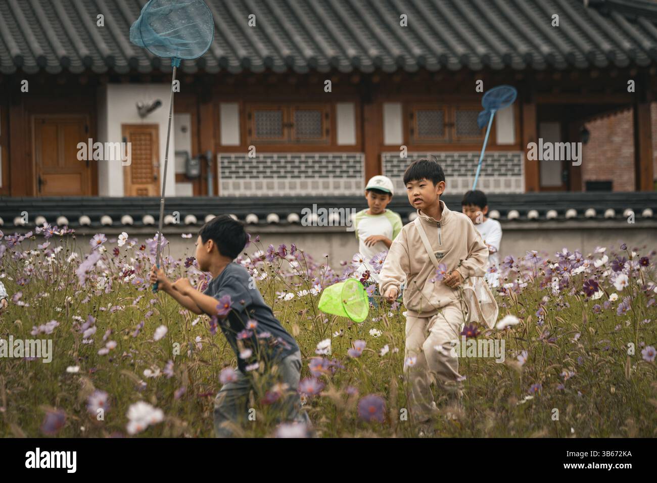 Korean boys catch butterflies with nets in a meadow Stock Photo