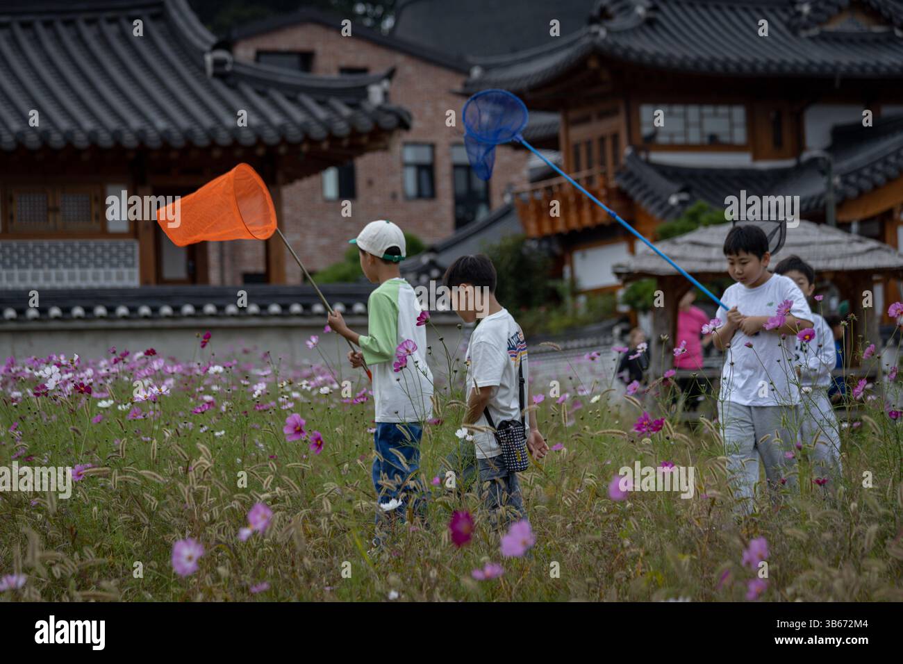 Korean boys catch butterflies with nets in a meadow Stock Photo