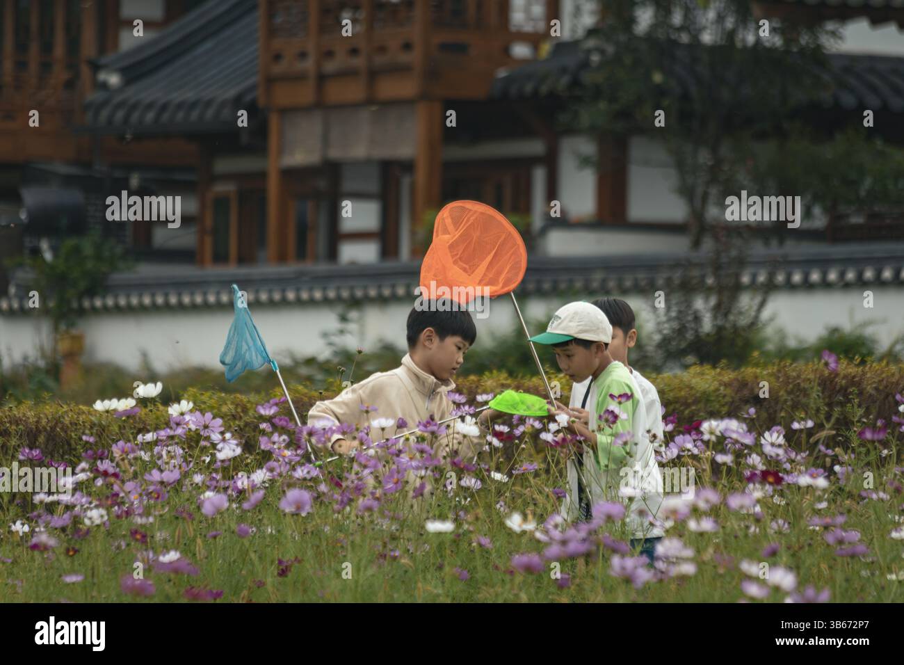 Korean boys catch butterflies with nets in a meadow Stock Photo