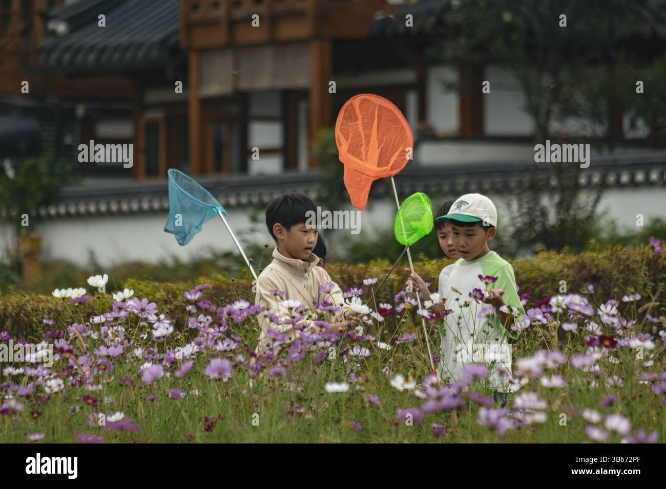 Korean boys catch butterflies with nets in a meadow Stock Photo