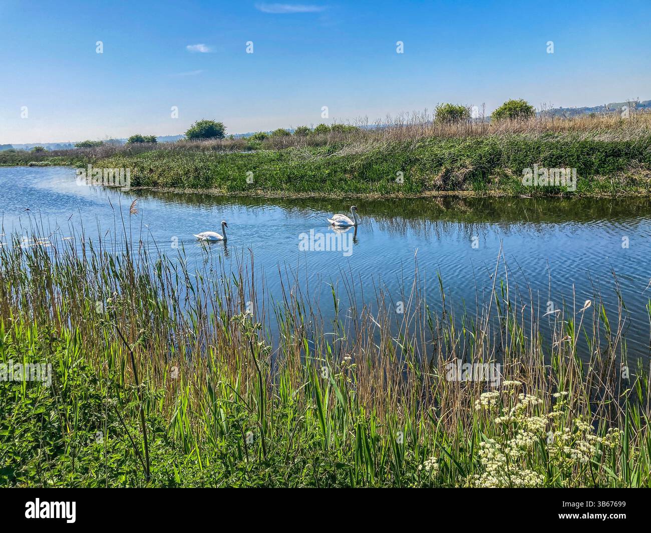 Two Swans feeding on  Roaring Gutter Dyke, in the Lydden Valley, Kent - Smartphone Captured Stock Image
