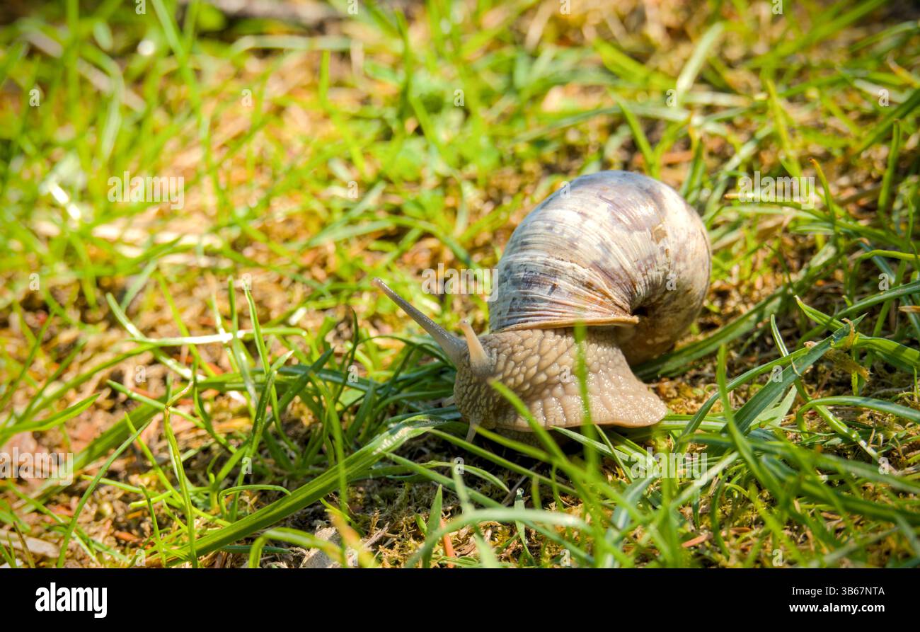 Edible snail crawling on the grass in the garden. Close-up Stock Photo