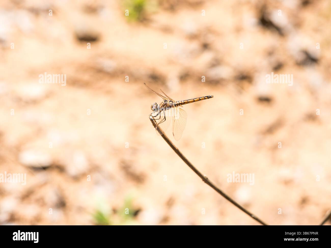 Perched Violet Dropwing (Trithemis annulata) in SW Turkey Stock Photo