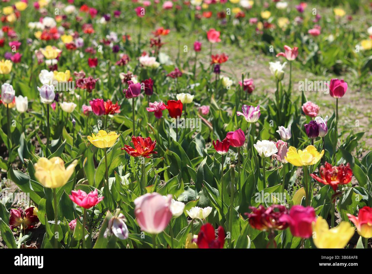 Field of colorful bright tulips of different varieties. Bright flowers ...