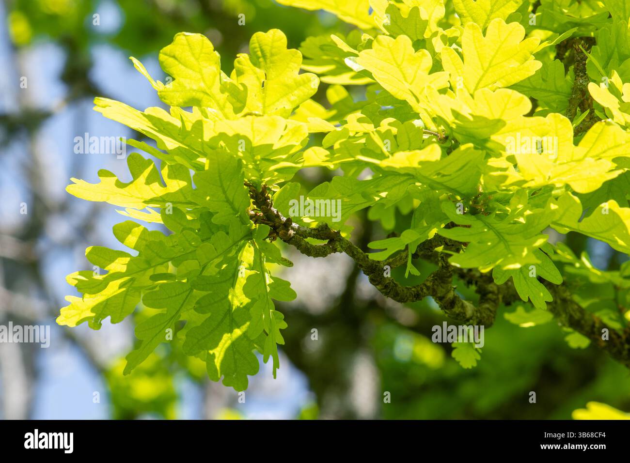 Fresh green oak tree leaves in spring, UK Stock Photo - Alamy