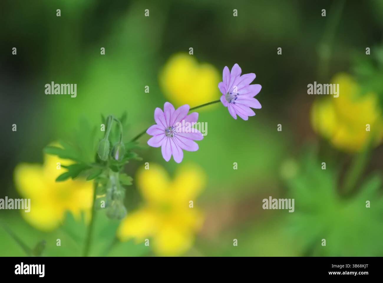 Hedgerow cranesbill flower (Geranium pyrenaicum) Stock Photo