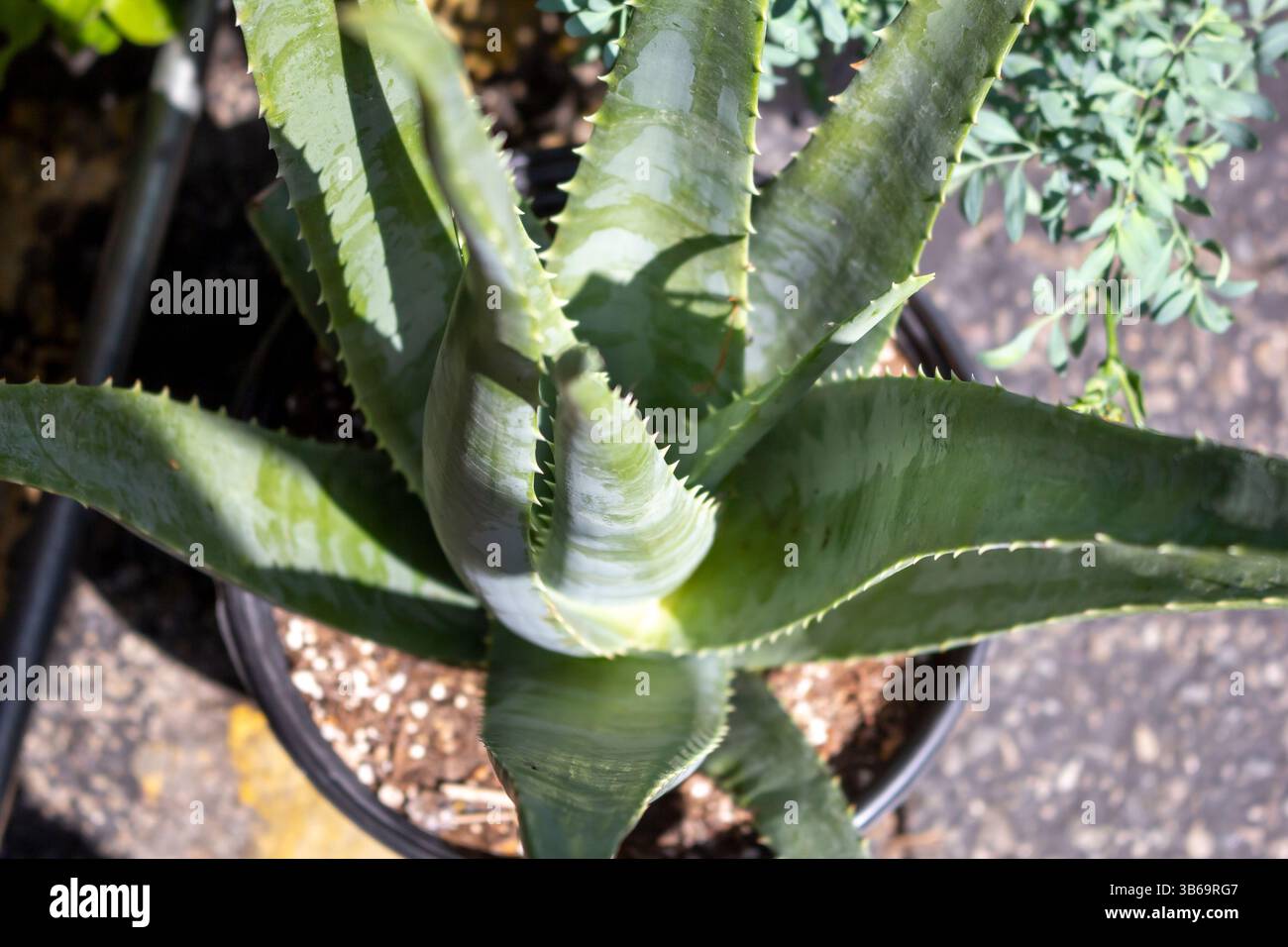 anthurium moss pole Anthurium Papillilaminum Hybrid – Lost in the Forrest main image 1