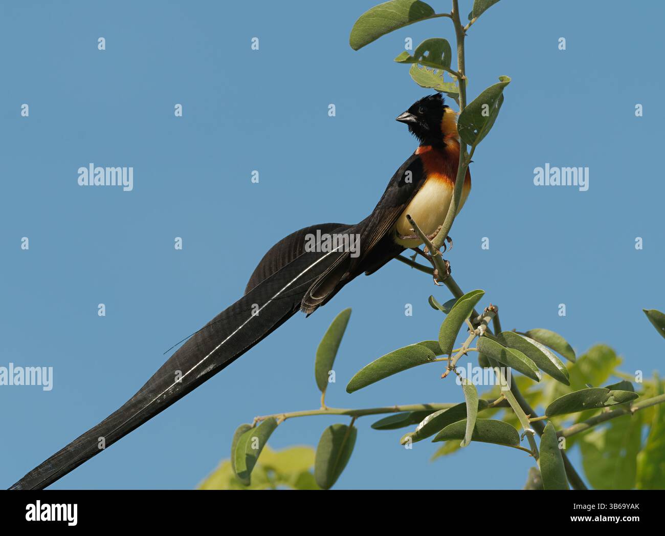 Paradise whydah birds hi-res stock photography and images - Alamy