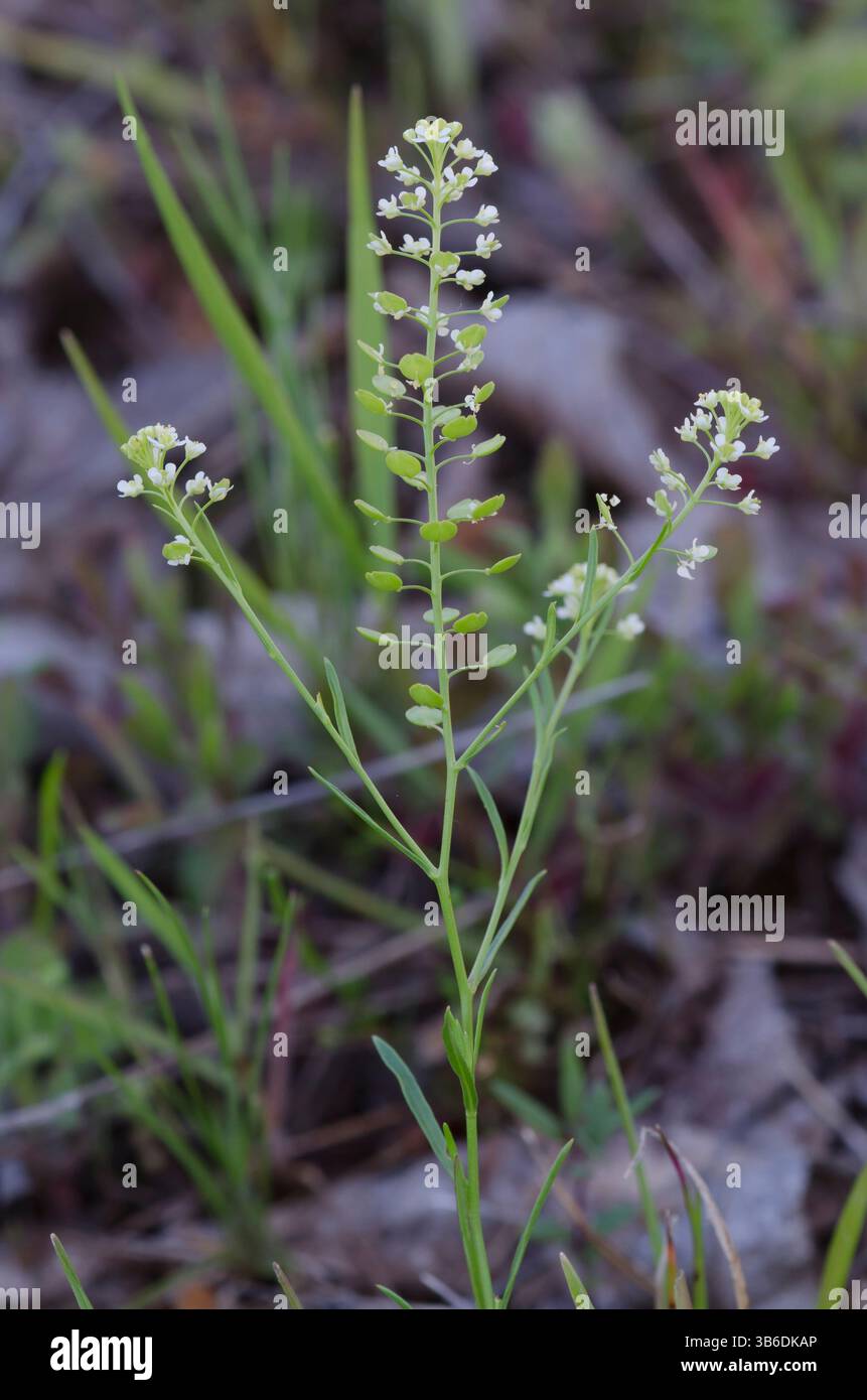 Virginia pepperweed, Lepidium virginicum Stock Photo