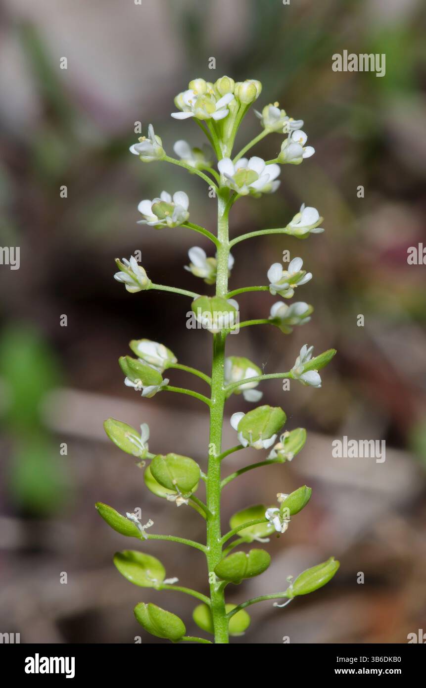 Virginia pepperweed, Lepidium virginicum Stock Photo