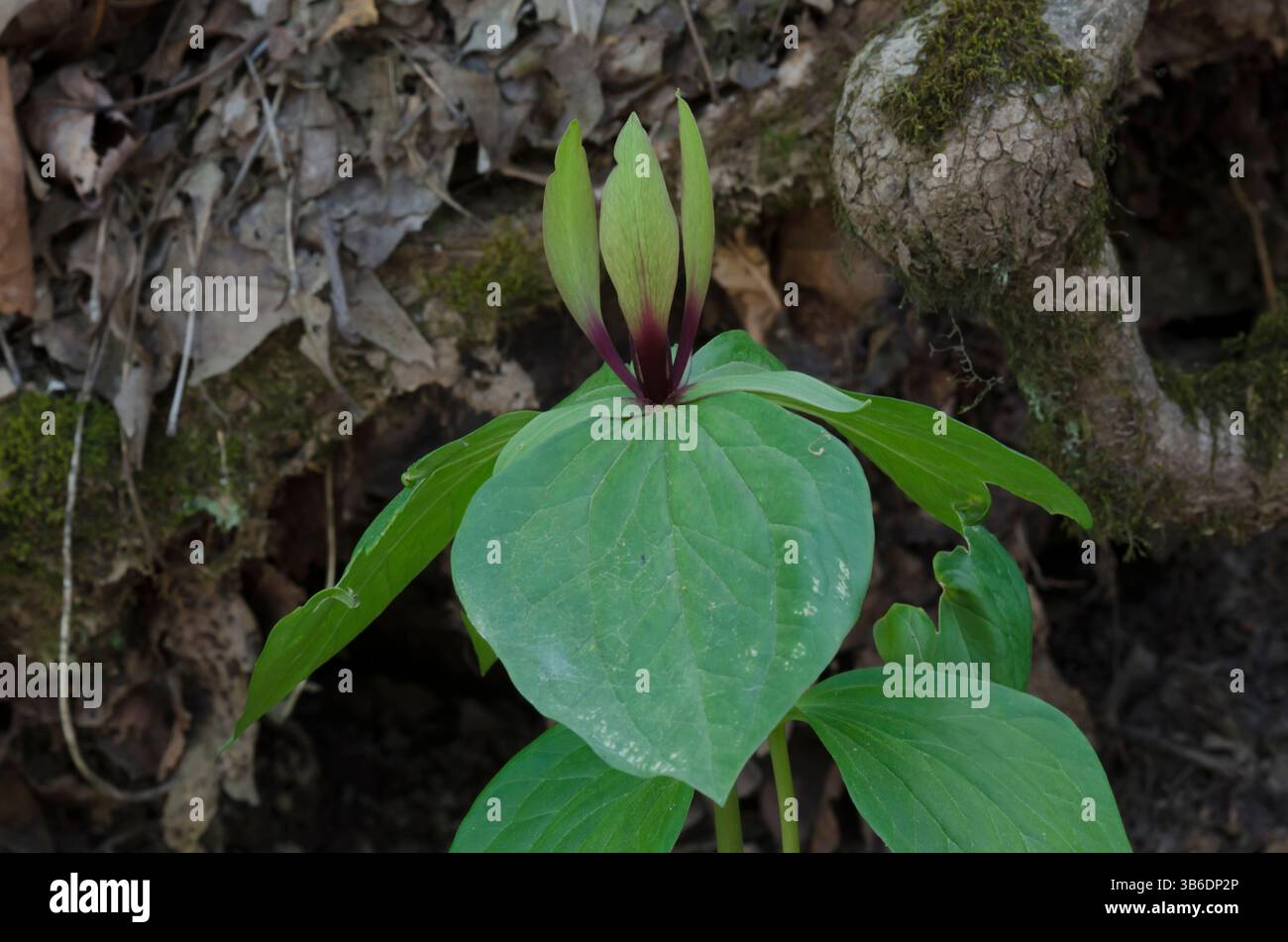 Tapertip Wakerobin, Trillium viridescens Stock Photo