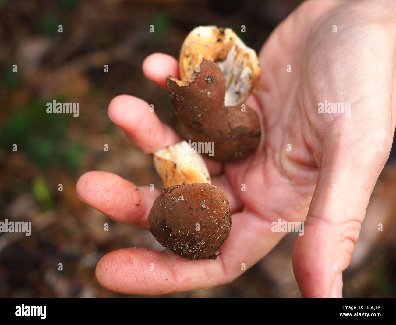 Two small edible mushrooms in hand Stock Photo