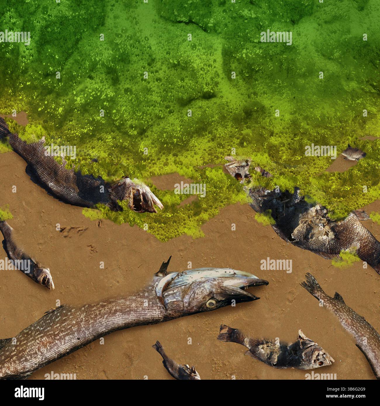 Toxic Algae Bloom as harmful algal blooms as a body of water contaminated with hazardous natural toxin caused by Excess nitrogen and sewage as cyanoba Stock Photo