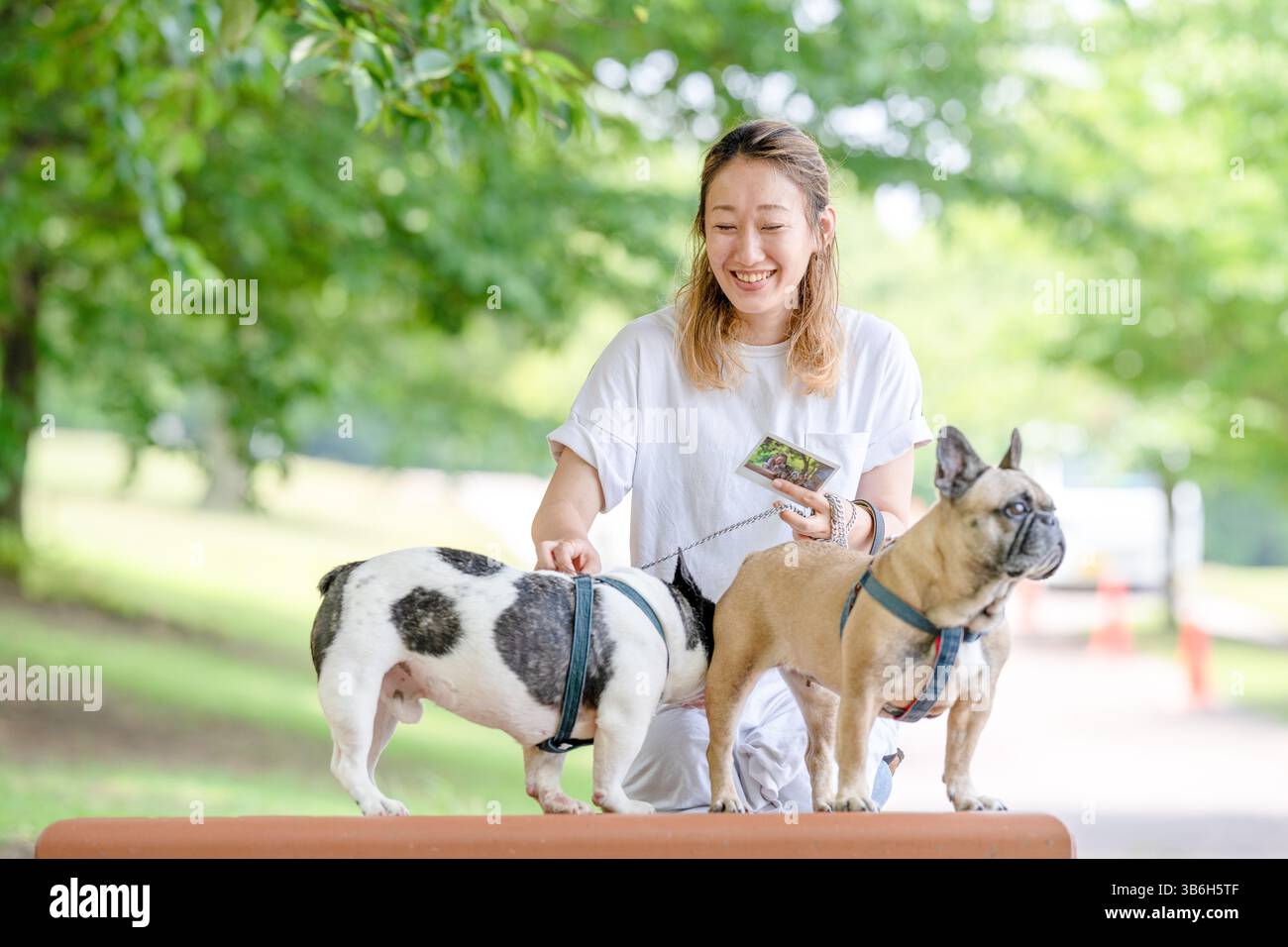 On a summer morning in a park with blooming hydrangeas, a Japanese woman in her 30s walks two French Bulldogs. Sitting on a bench, they share a moment Stock Photo