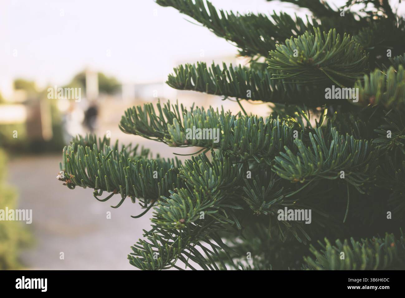 Silver fir tree farm hi-res stock photography and images - Alamy