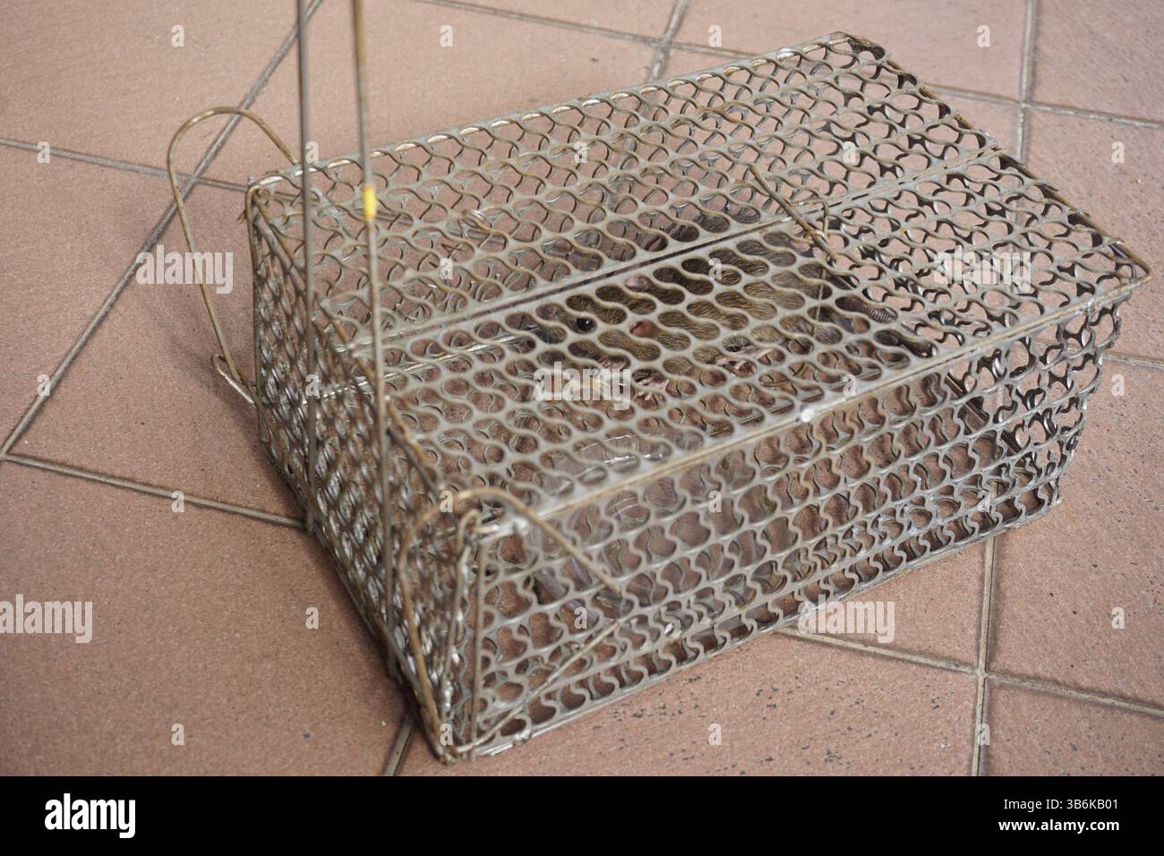 rat caught in a cage Stock Photo