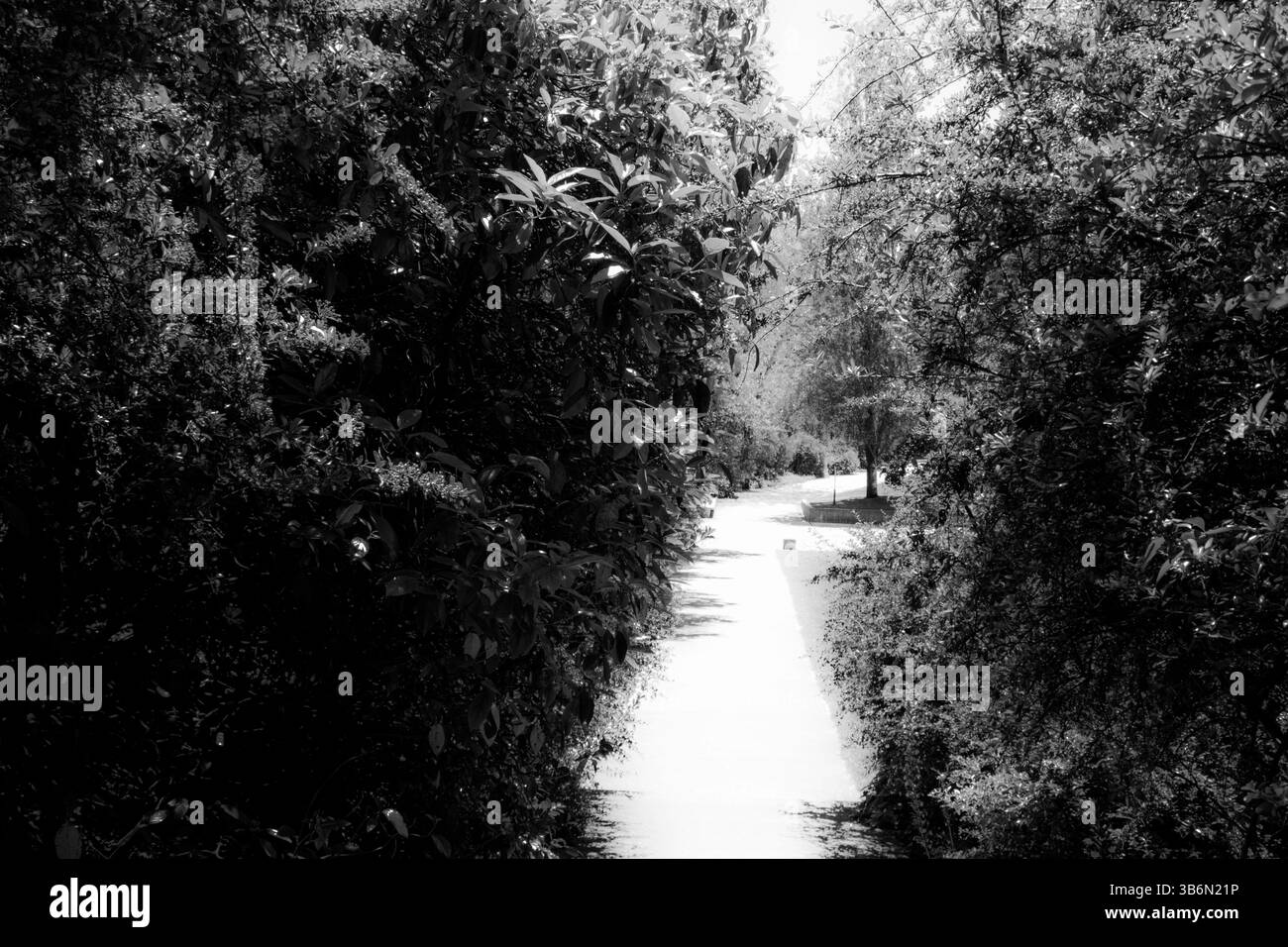 natural scenes in gardens and forest, black and white photographs Stock ...