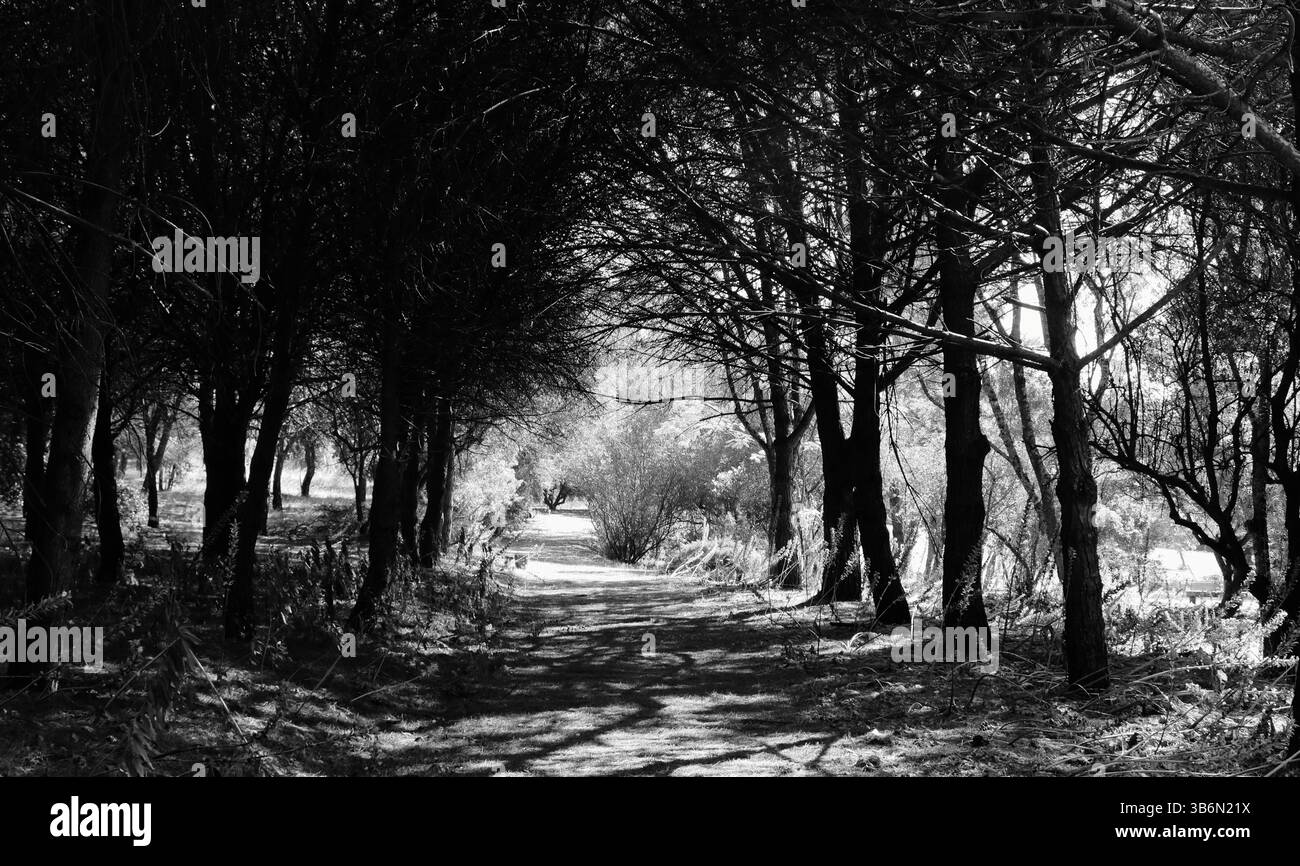natural scenes in gardens and forest, black and white photographs Stock ...