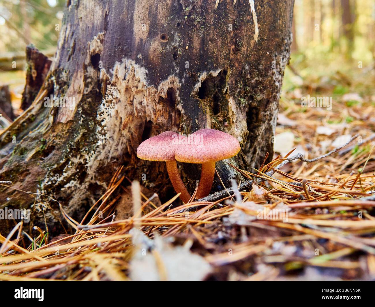 Gymnopilus luteofolius, known as the yellow-gilled gymnopilus, is a ...