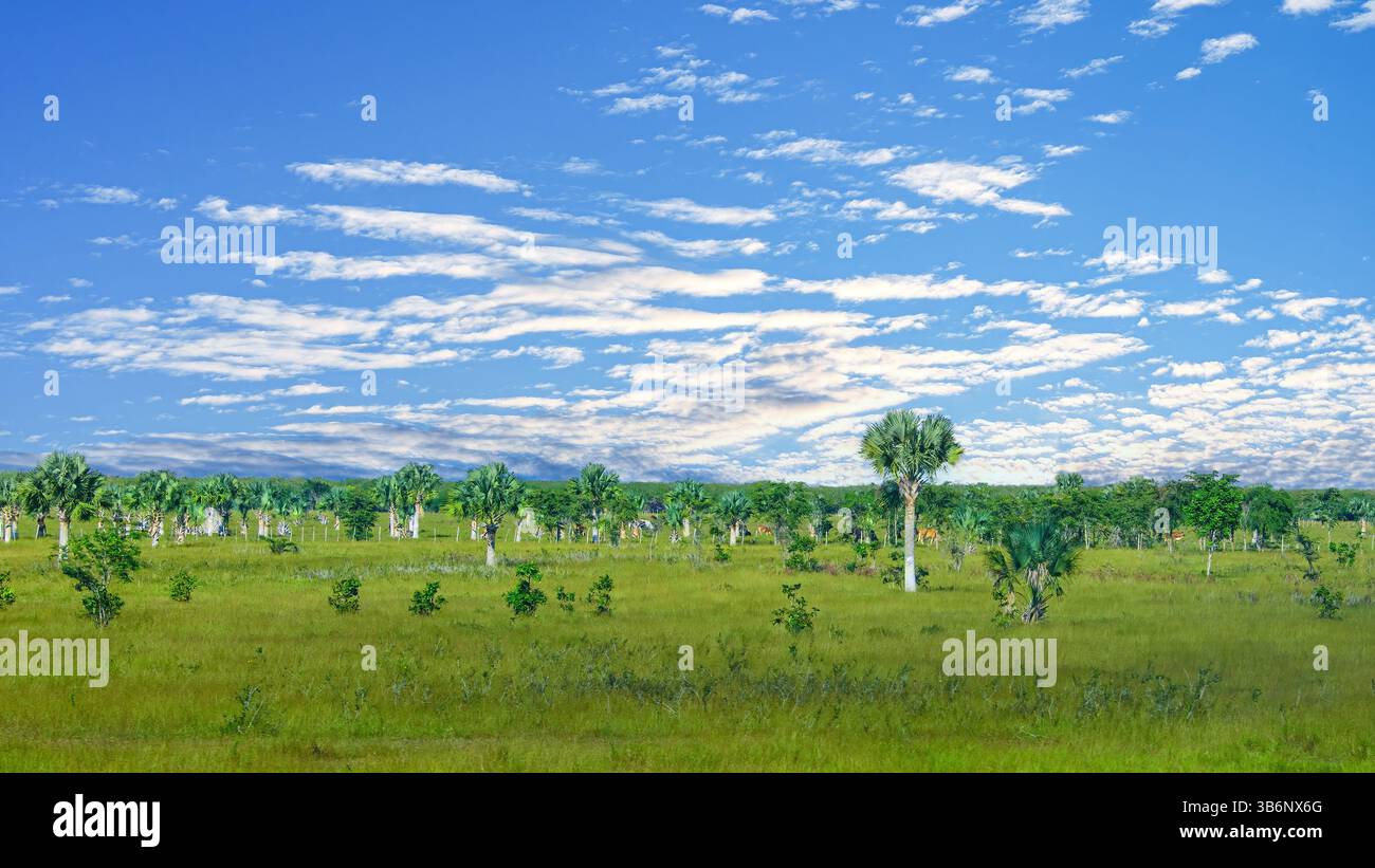Tropical savannah climate hi-res stock photography and images - Alamy